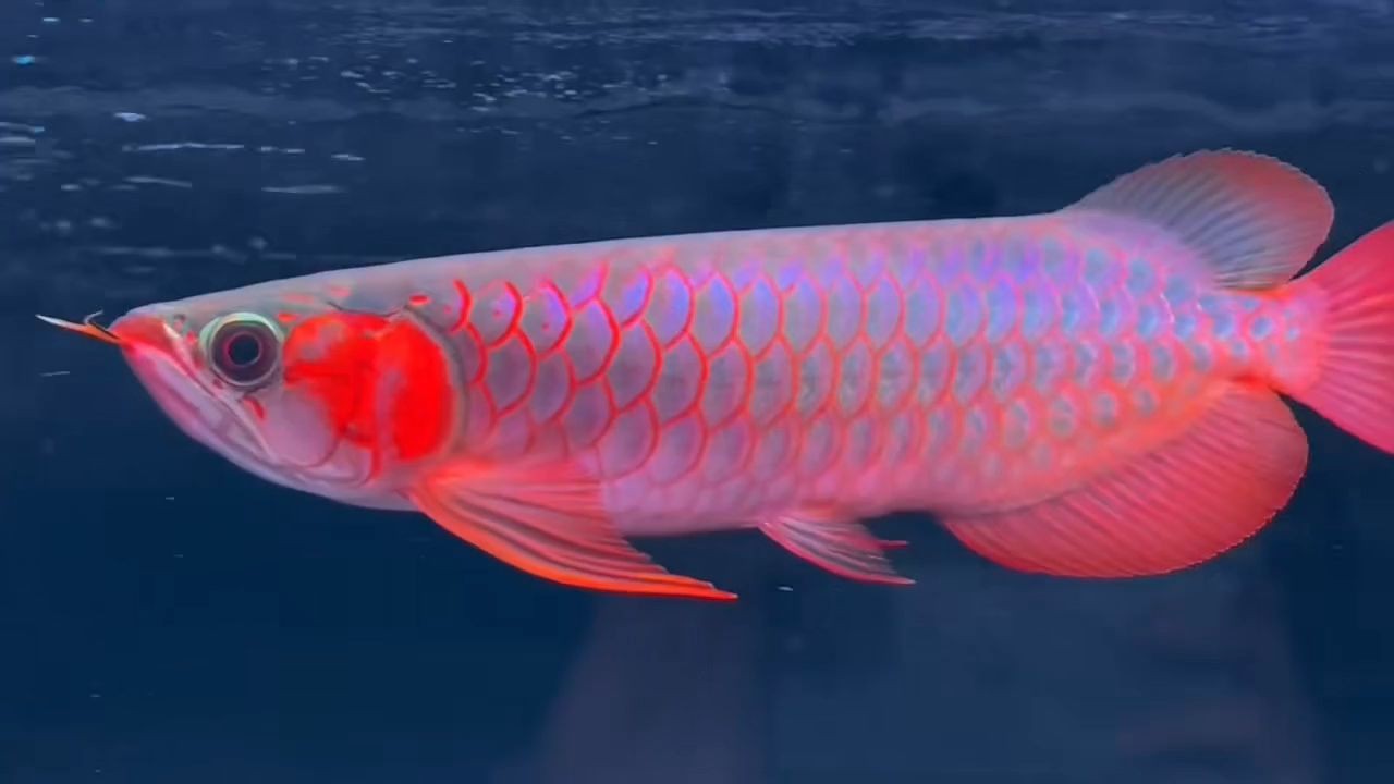 30公分白玉紅龍魚：30公分白玉紅龍魚的養護方法以及養殖注意事項 30公分白玉紅龍魚：30公分白玉紅龍魚的養護方法以及養殖注意事項 白玉紅龍魚