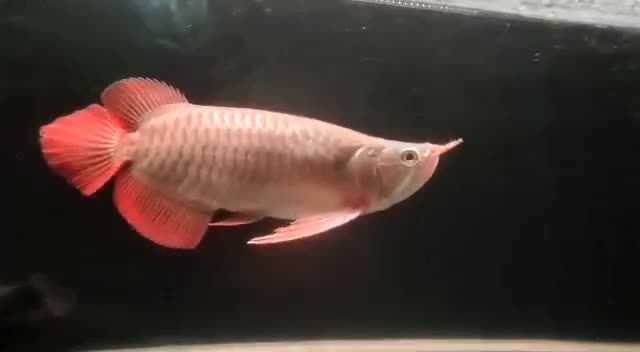 2025短身紅龍魚，2025年短身紅龍魚，2025年短身紅龍魚，特征與市場趨勢 2025短身紅龍魚，2025年短身紅龍魚，2025年短身紅龍魚，特征與市場趨勢 短身紅龍魚