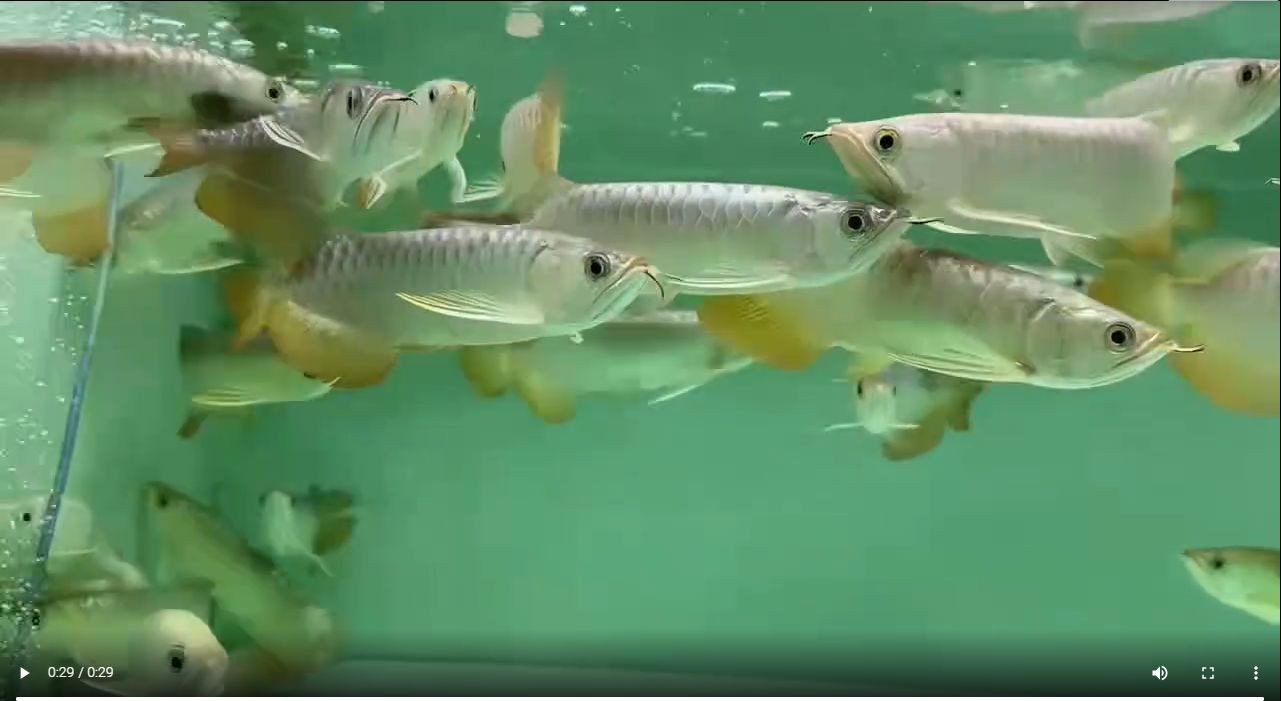 B級過背金龍魚：B過金龍魚：b級過背金龍魚 B級過背金龍魚：B過金龍魚：b級過背金龍魚 B級過背金龍魚