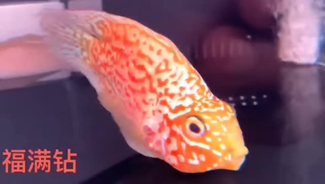 美噠噠福滿鉆魚：美噠噠福滿鉆魚是一款以中國為主題設(shè)計的珠寶產(chǎn)品 美噠噠福滿鉆魚：美噠噠福滿鉆魚是一款以中國為主題設(shè)計的珠寶產(chǎn)品 福滿鉆魚
