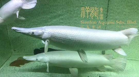 祥龍魚場會所最大的白化火箭：祥龍魚場會所最大白化火箭 祥龍魚場會所最大的白化火箭：祥龍魚場會所最大白化火箭 白化火箭魚