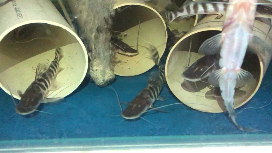 斑馬鴨嘴魚：斑馬鴨嘴魚是一類體型中等的熱帶魚，以其獨特的條紋狀黑白色調(diào)著稱 斑馬鴨嘴魚：斑馬鴨嘴魚是一類體型中等的熱帶魚，以其獨特的條紋狀黑白色調(diào)著稱 混養(yǎng)魚（配魚）
