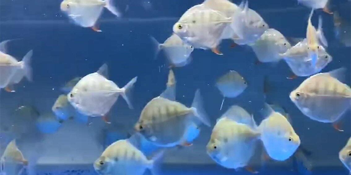 虎紋印版魚：虎紋印版魚是一種以老虎為靈感的藝術(shù)品為靈感的藝術(shù)品 虎紋印版魚：虎紋印版魚是一種以老虎為靈感的藝術(shù)品為靈感的藝術(shù)品 混養(yǎng)魚（配魚）