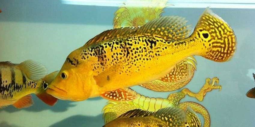 20cm巴西亞魚：20cm巴西亞魚的鑒賞與養護指南