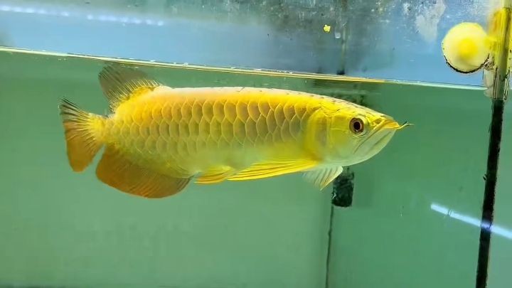 28CM炮彈頭金頭過背金龍魚(金禾品牌金龍魚),28cm炮彈頭金頭過背金龍魚,28CM炮彈頭金頭過背金龍魚(金禾品牌),28CM炮彈頭金頭過背金龍魚(金禾品牌)