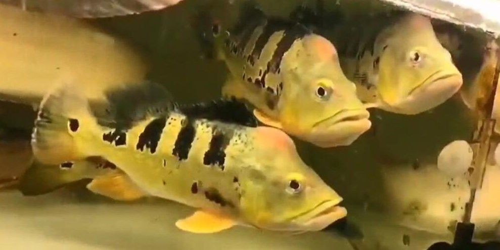 金老虎魚：金老虎魚是金魚家族中的一員，以其鮮艷的色彩和獨特的體態(tài)著稱 金老虎魚：金老虎魚是金魚家族中的一員，以其鮮艷的色彩和獨特的體態(tài)著稱 金老虎魚