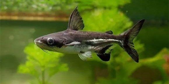 大白鯊魚：《大白鯊魚》影評 大白鯊魚：《大白鯊魚》影評 大白鯊魚