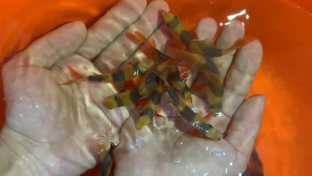 三間鼠魚苗批發：三間鼠魚苗市場前景 三間鼠魚苗批發：三間鼠魚苗市場前景 三間鼠魚