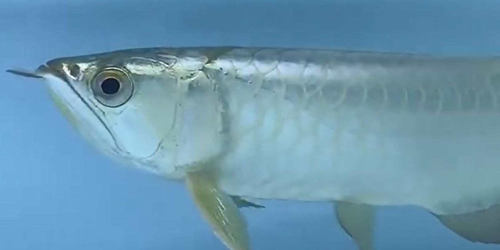 高等級白條過背金龍魚：高等級白條過背金龍魚不僅外觀美觀還有良好的飼養條件要求 高等級白條過背金龍魚：高等級白條過背金龍魚不僅外觀美觀還有良好的飼養條件要求 白條過背金龍魚