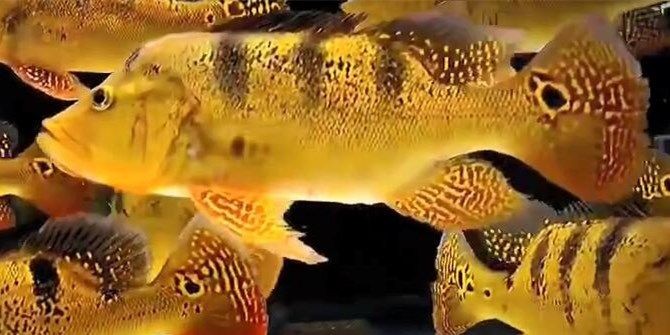 大號巴西亞魚：動物圖集：大號巴西亞魚 大號巴西亞魚：動物圖集：大號巴西亞魚 巴西亞魚