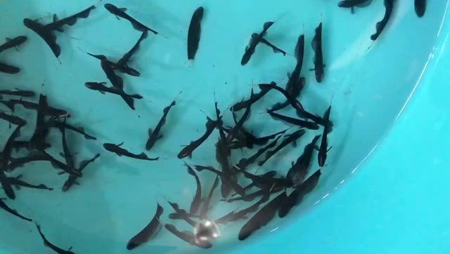 大白鯊魚苗批發：大白鯊魚苗批發是一個復雜的過程需要各個環節配合 大白鯊魚苗批發：大白鯊魚苗批發是一個復雜的過程需要各個環節配合 大白鯊魚