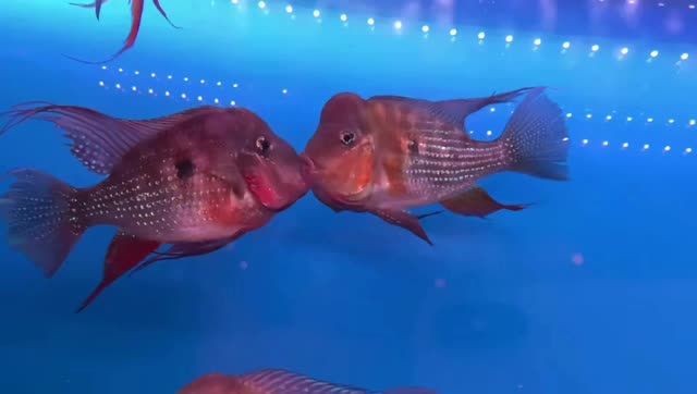 赤荔鳳冠魚喜歡親嘴：赤荔鳳冠魚為何會表現出這樣的行為 赤荔鳳冠魚喜歡親嘴：赤荔鳳冠魚為何會表現出這樣的行為 赤荔鳳冠魚