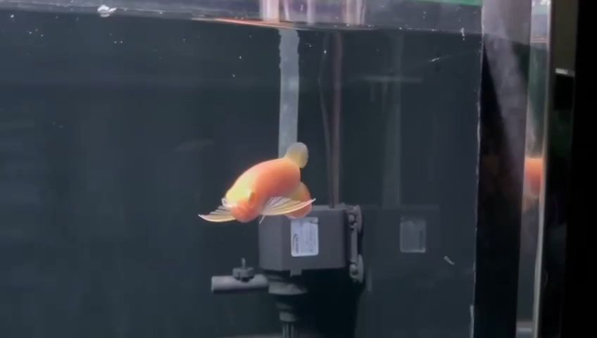 僅有16厘米的白子紅龍魚：白子紅龍魚 僅有16厘米的白子紅龍魚：白子紅龍魚 白子紅龍魚