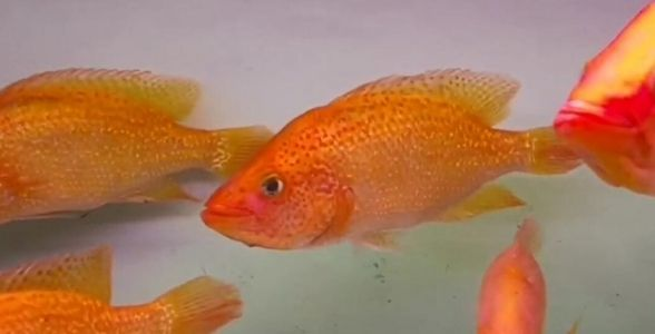 紅老虎魚：水族箱中的紅色霸主，力與美的完美結(jié)合 紅老虎魚：水族箱中的紅色霸主，力與美的完美結(jié)合 紅老虎魚