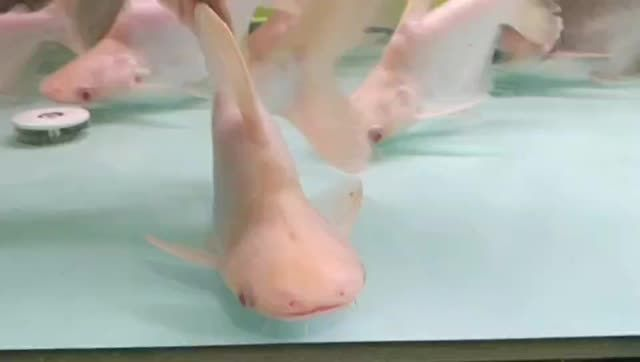 20公分白子球鯊魚：20公分白子球鯊魚并分析了其特點(diǎn)和養(yǎng)殖條件 20公分白子球鯊魚：20公分白子球鯊魚并分析了其特點(diǎn)和養(yǎng)殖條件 白子球鯊魚