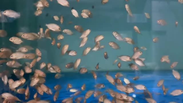 馬拉莫寶石魚苗：馬拉莫寶石魚苗養(yǎng)殖技術(shù) 馬拉莫寶石魚苗：馬拉莫寶石魚苗養(yǎng)殖技術(shù) 馬拉莫寶石魚