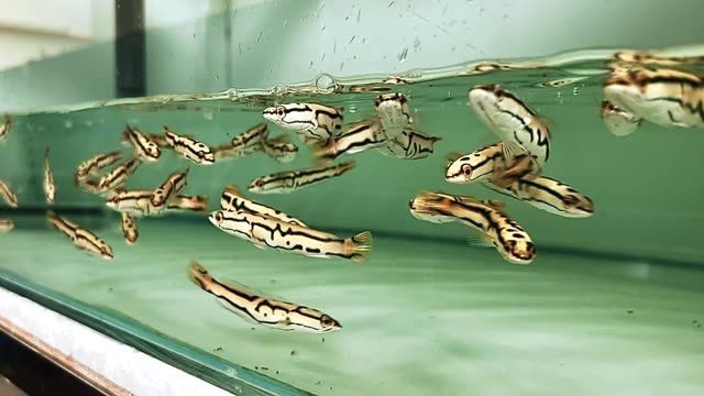 黃金夢幻雷龍魚，黃金夢幻雷龍魚是一種特殊的觀賞魚，黃金夢幻雷龍魚，獨特的觀賞魚品種，黃金夢幻雷龍魚，獨特迷人的觀賞魚品種 黃金夢幻雷龍魚，黃金夢幻雷龍魚是一種特殊的觀賞魚，黃金夢幻雷龍魚，獨特的觀賞魚品種，黃金夢幻雷龍魚，獨特迷人的觀賞魚品種 黃金夢幻雷龍魚