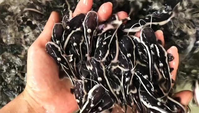 狗仔招財貓魚魚苗批發：招財貓魚苗批發 狗仔招財貓魚魚苗批發：招財貓魚苗批發 狗仔招財貓魚