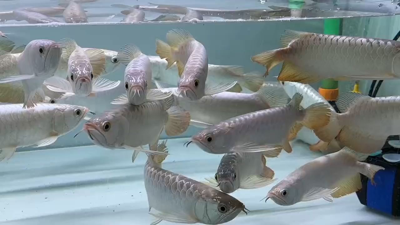 [2025]2025白條過背金龍魚：2025年被稱為白條過背金龍魚的一年與一些特定的事件有關(guān)