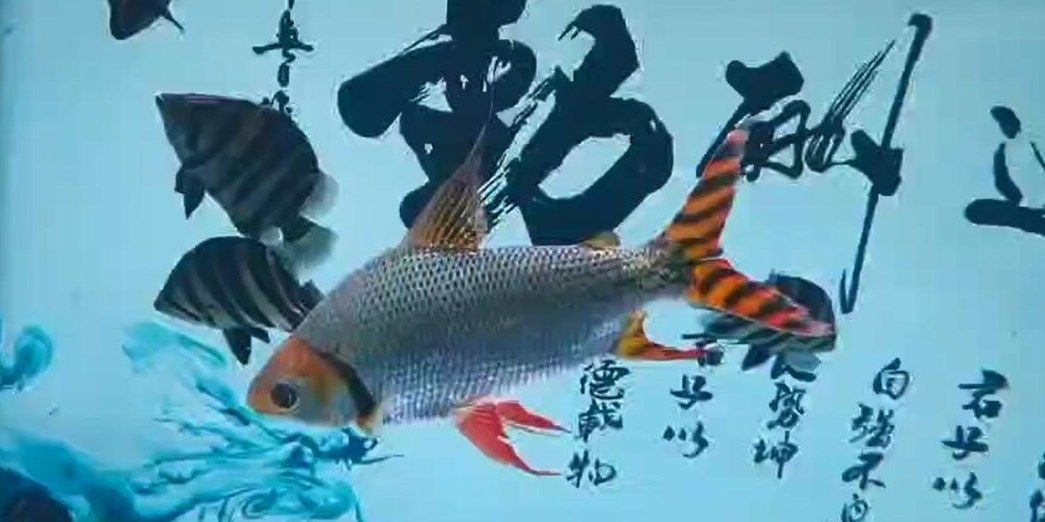 直紋飛鳳魚：直紋飛鳳魚學名為pteroisvolutavoluta 直紋飛鳳魚：直紋飛鳳魚學名為pteroisvolutavoluta 飛鳳魚
