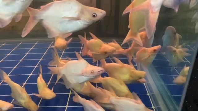 白子球鯊魚(yú)元寶型：白子球鯊魚(yú)元寶型雕塑