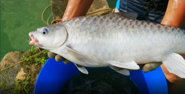 魚缸用增氧泵價格是多少:魚缸增氧機-xtrac增氧機-xtrac增氧機 馬來西亞忘不了魚:珍稀美味,水族中的奢侈品 馬來西亞忘不了魚 馬來西亞忘不了魚:珍稀美味,水族中的奢侈品 馬來西亞忘不了魚:珍稀美味,水族中的奢侈品 馬來西亞忘不了魚