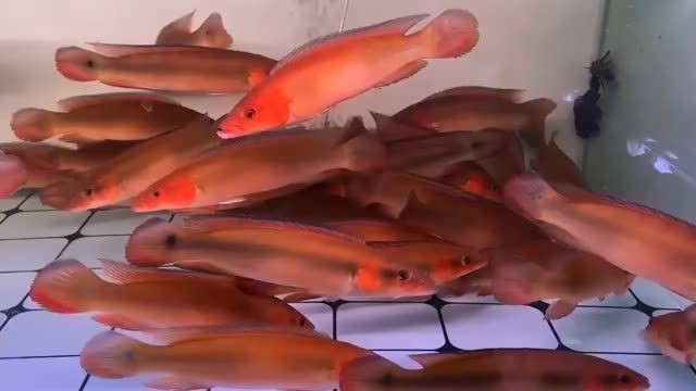 胭脂孔雀龍202510111：研究發現胭脂孔雀龍的生存狀態良好 胭脂孔雀龍202510111：研究發現胭脂孔雀龍的生存狀態良好 胭脂孔雀龍魚