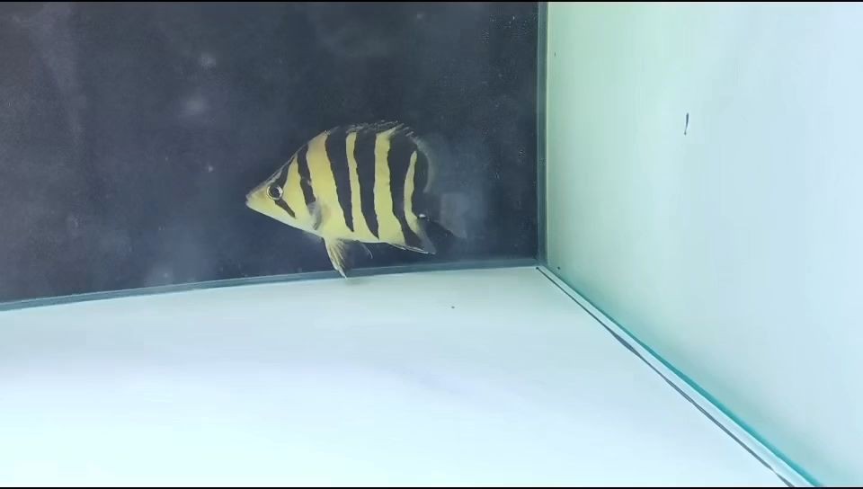 四紋小虎魚:tetraochromisswinhoei四紋小虎魚