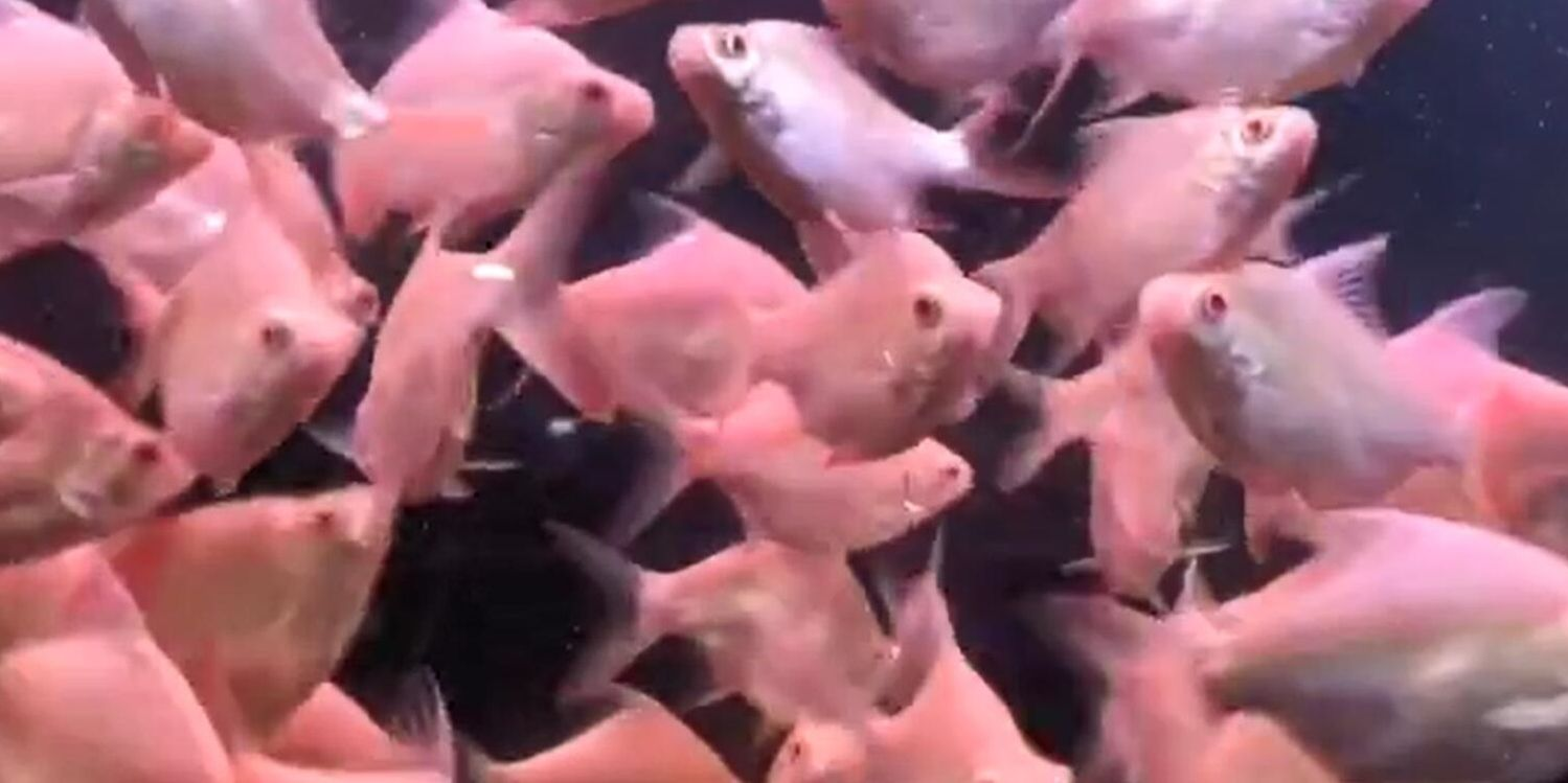 泰國雪鯽：泰國特有的淡水魚種，是泰國特有的淡水魚種，潔白如玉的鱗片鱗片 泰國雪鯽：泰國特有的淡水魚種，是泰國特有的淡水魚種，潔白如玉的鱗片鱗片 泰國雪鯽魚