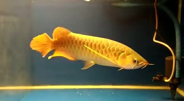 詳細閱讀:大湖紅龍魚2025091408:大湖紅龍魚在野外的壽命通常只有15到20年 大湖紅龍魚2025091408:大湖紅龍魚在野外的壽命通常只有15到20年