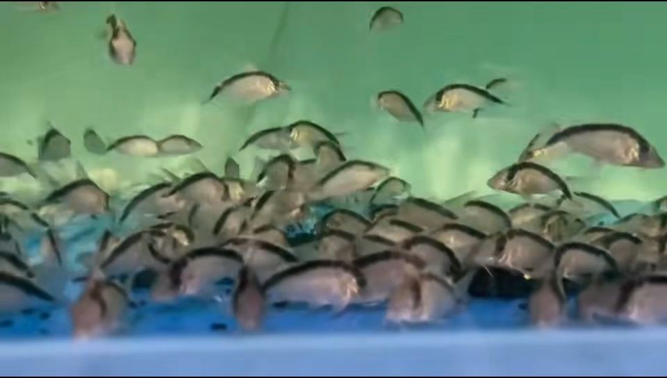 魚缸用增氧泵價格是多少:魚缸增氧機-xtrac增氧機-xtrac增氧機 秘魯山豬鼠魚:南美洲秘魯山豬鼠魚 秘魯山豬鼠 秘魯山豬鼠魚:南美洲秘魯山豬鼠魚 秘魯山豬鼠魚:南美洲秘魯山豬鼠魚 秘魯山豬鼠
