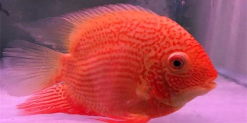噴點菠蘿魚：噴點菠蘿魚是一種既美味又有營養的魚類，值得廣大消費者嘗試和品嘗 噴點菠蘿魚：噴點菠蘿魚是一種既美味又有營養的魚類，值得廣大消費者嘗試和品嘗 噴點菠蘿魚