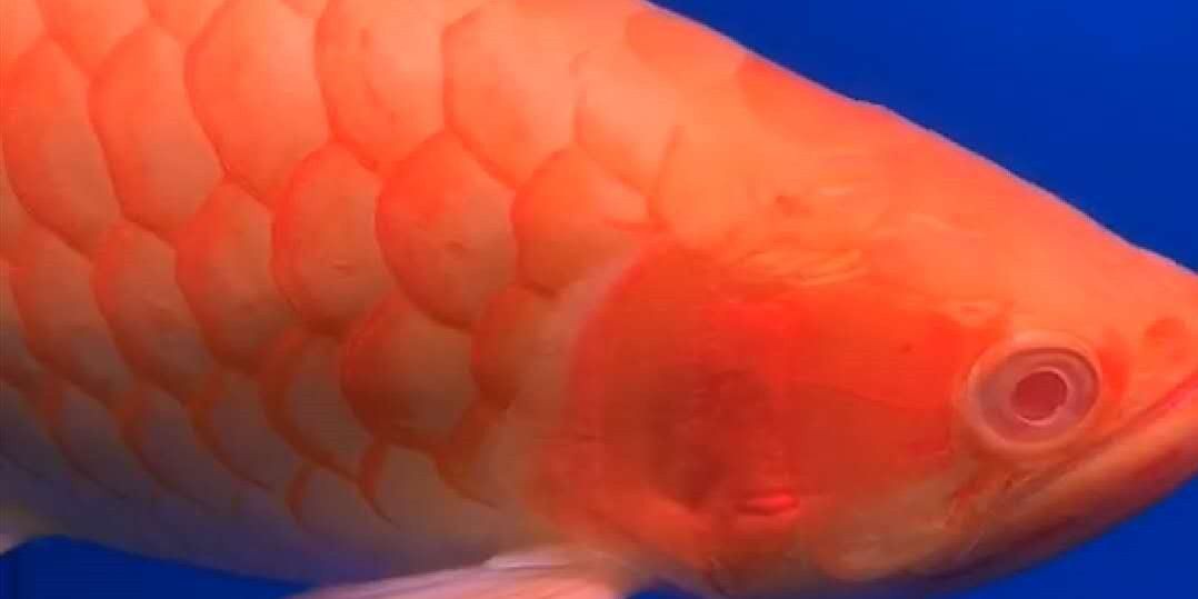 白子紅龍魚：白子紅龍魚全球沒幾只，價格不容想象， 白子紅龍魚：白子紅龍魚全球沒幾只，價格不容想象， 白子紅龍魚