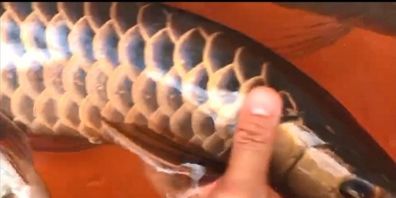 祥龍古典過背金龍魚：祥龍古典過背金龍魚摘要：祥龍古典過背金龍魚，傳承豐富文化意蘊 祥龍古典過背金龍魚：祥龍古典過背金龍魚摘要：祥龍古典過背金龍魚，傳承豐富文化意蘊 古典過背金龍魚