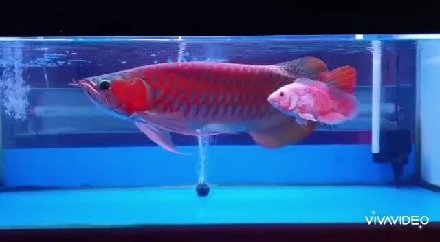 [2025]45公分超血紅龍魚：45公分超血紅龍魚飼養45公分超血紅龍魚，45公分超血紅
