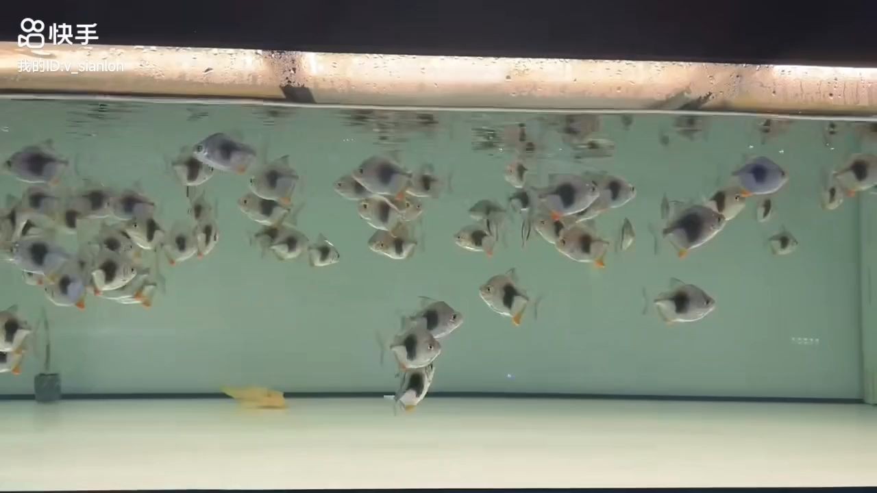 黑桃A魚苗批發的季節：黑桃a魚苗批發季節