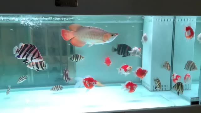 [2025]玉鯖金魚和龍魚混養(yǎng)是很漂亮的：玉鯖金魚和龍魚混養(yǎng)，2025.07.19玉鯖金魚與龍魚混養(yǎng)，水下共舞演繹絕美生態(tài)畫