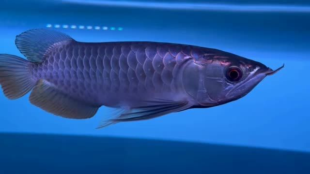 祥龍藍珀藍底過背金龍魚，祥龍藍珀藍底過背金龍魚是一款具有中國傳統特色的裝飾品，傳統裝飾與現代審美的融合，祥龍藍珀金龍魚賞析
