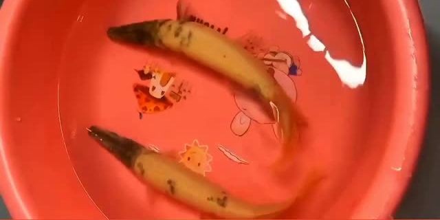 皇家火箭魚（皇家幽靈火箭魚）：皇家幽靈火箭魚 皇家火箭魚（皇家幽靈火箭魚）：皇家幽靈火箭魚 紅眼黃化幽靈火箭魚|皇家火箭魚