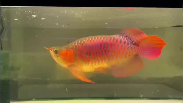 [2025]超血福龍魚：超血福龍魚是一種具有極高觀賞價值和市場價值的觀賞魚，20250719超血福龍魚，極致觀賞與市場價值并存的珍稀水族 [2025]超血福龍魚：超血福龍魚是一種具有極高觀賞價值和市場價值的觀賞魚，20250719超血福龍魚，極致觀賞與市場價值并存的珍稀水族 龍魚論壇