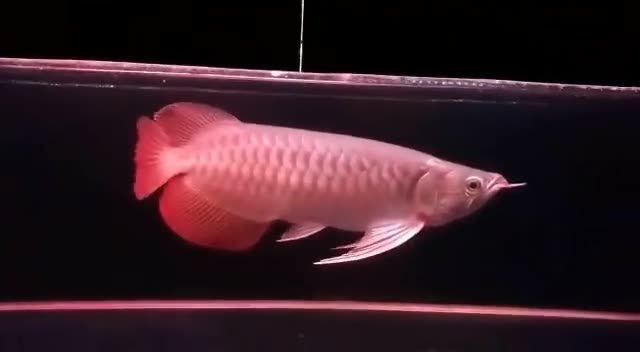 [2025]大湖紅龍魚視頻3：大湖紅龍魚是一種生活在南美洲大湖中的大型淡水魚類，2025.07.19大湖紅龍魚視頻3， [2025]大湖紅龍魚視頻3：大湖紅龍魚是一種生活在南美洲大湖中的大型淡水魚類，2025.07.19大湖紅龍魚視頻3， 龍魚論壇