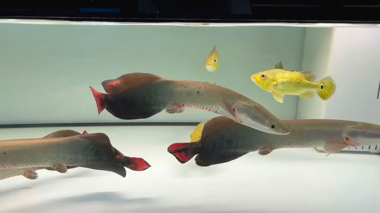 巨骨舌魚：動(dòng)物圖集：巨骨舌魚 巨骨舌魚：動(dòng)物圖集：巨骨舌魚 巨骨舌魚