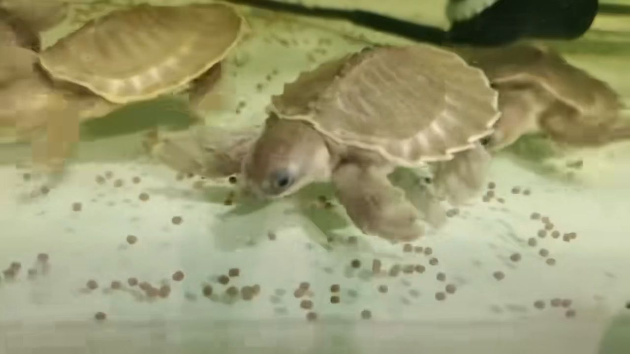 幾年未見豬鼻龜：幾年未見豬鼻龜（豬鼻龜） 幾年未見豬鼻龜：幾年未見豬鼻龜（豬鼻龜） 豬鼻龜