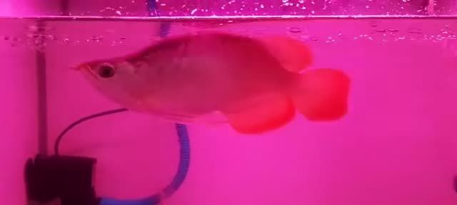 紅龍福龍魚，養紅龍需要注意什么？，養紅龍魚的五大關鍵注意事項 紅龍福龍魚，養紅龍需要注意什么？，養紅龍魚的五大關鍵注意事項 紅龍福龍魚