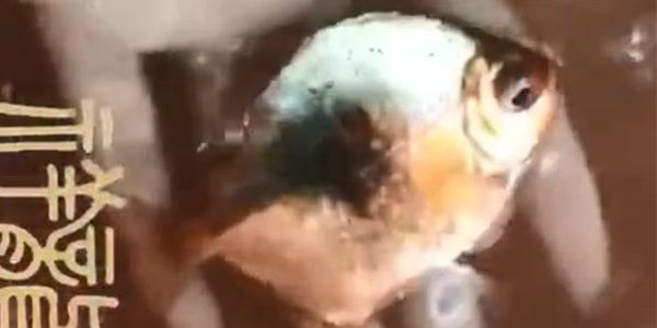 玫瑰銀版魚：“玫瑰銀版魚”在當代社會和文化生活中扮演著不可或缺的角色 玫瑰銀版魚：“玫瑰銀版魚”在當代社會和文化生活中扮演著不可或缺的角色 玫瑰銀版魚