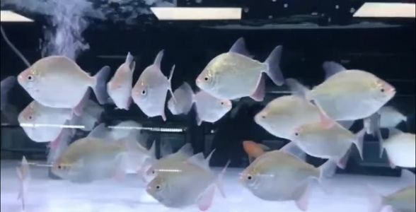 麥肯斯銀版魚:獨特魅力的觀賞魚新星
