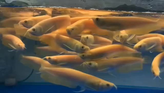 20公分白子銀龍魚，20公分白子銀龍魚養殖品種介紹，20公分白子銀龍魚，品種特點與養殖指南，20公分白子銀龍魚，品種特點與養殖指南 20公分白子銀龍魚，20公分白子銀龍魚養殖品種介紹，20公分白子銀龍魚，品種特點與養殖指南，20公分白子銀龍魚，品種特點與養殖指南 紅化白子銀龍