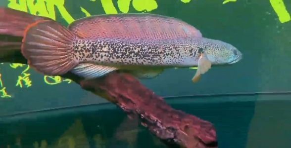 極品巴卡雷龍魚：水中之龍，賞魚之巔 極品巴卡雷龍魚：水中之龍，賞魚之巔 巴卡雷龍魚