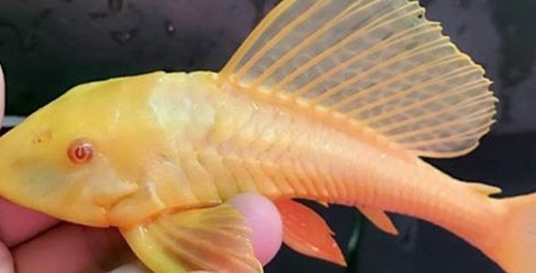 女王大帆魚：優雅水中的皇后，引領水族新風尚 女王大帆魚：優雅水中的皇后，引領水族新風尚 女王大帆魚