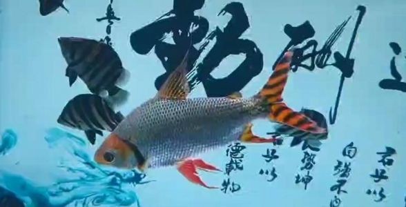 飛鳳魚：熱帶魚中的優雅舞者，水族箱中的璀璨明星 飛鳳魚：熱帶魚中的優雅舞者，水族箱中的璀璨明星 飛鳳魚
